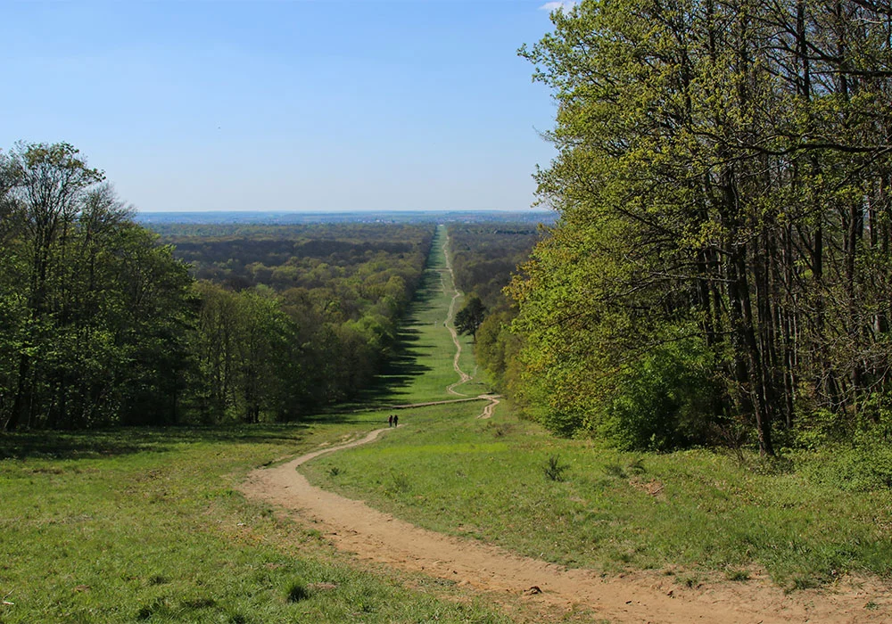 Forêt de Compiègne