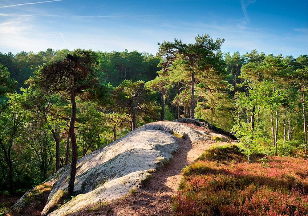 Trail Forêt de Fontainebleau
